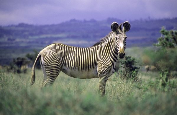 Zoo